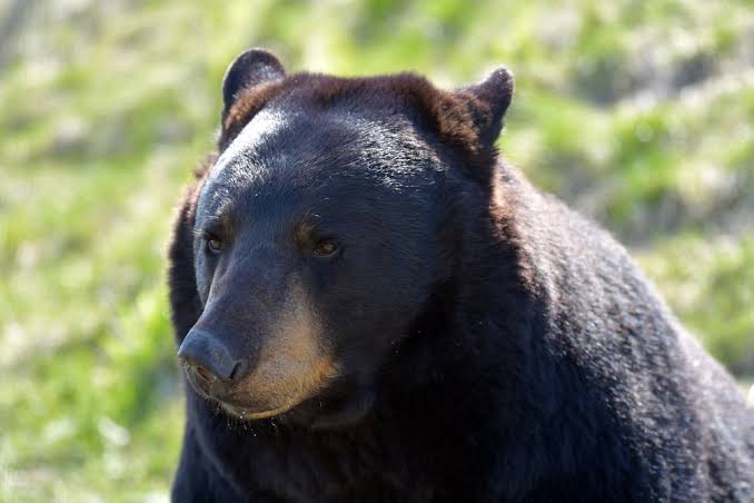 Black Bear Jackson Hole